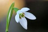 Ime datoteke: Galanthus nivalis~1.jpg
Velikost datoteke: 46kB
Dimenzija: 800x533
Datum objave: 16. februar 2020 Galanthus nivalis~1.jpg