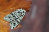 Ime datoteke: Griposia aprilina~0.jpg
Velikost datoteke: 70kB
Dimenzija: 800x533
Datum objave: 17. oktober 2018 Griposia aprilina~0.jpg