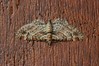 Ime datoteke: Gymnoscelis rufifasciata~0.jpg
Velikost datoteke: 127kB
Dimenzija: 800x533
Datum objave: 9. junij 2018 Gymnoscelis rufifasciata~0.jpg