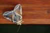 Ime datoteke: Habrosyne pyritoides~0.jpg
Velikost datoteke: 50kB
Dimenzija: 800x533
Datum objave: 18. avgust 2018 Habrosyne pyritoides~0.jpg