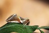 Ime datoteke: Habrosyne pyritoides~1.jpg
Velikost datoteke: 58kB
Dimenzija: 800x533
Datum objave: 20. avgust 2018 Habrosyne pyritoides~1.jpg