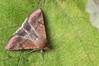 Ime datoteke: Helicoverpa armigera~0.jpg
Velikost datoteke: 105kB
Dimenzija: 800x533
Datum objave: 17. september 2019 Helicoverpa armigera~0.jpg