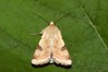 Ime datoteke: Heliothis peltigera~0.jpg
Velikost datoteke: 70kB
Dimenzija: 800x533
Datum objave: 3. avgust 2019 Heliothis peltigera~0.jpg