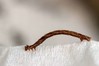 Ime datoteke: Hemithea aestivaria~0.jpg
Velikost datoteke: 46kB
Dimenzija: 800x533
Datum objave: 17. avgust 2019 Hemithea aestivaria~0.jpg