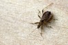 Ime datoteke: Himacerus mirmicoides~0.jpg
Velikost datoteke: 63kB
Dimenzija: 800x533
Datum objave: 29. oktober 2018 Himacerus mirmicoides~0.jpg