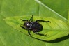 Ime datoteke: Hoplia hungarica~0.jpg
Velikost datoteke: 92kB
Dimenzija: 800x533
Datum objave: 16. junij 2017 Hoplia hungarica~0.jpg