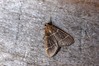 Ime datoteke: Hypsopygia glaucinalis~0.jpg
Velikost datoteke: 117kB
Dimenzija: 800x533
Datum objave: 1. avgust 2019 Hypsopygia glaucinalis~0.jpg