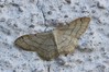 Ime datoteke: Idaea aversata~0.jpg
Velikost datoteke: 121kB
Dimenzija: 800x533
Datum objave: 21. junij 2018 Idaea aversata~0.jpg