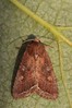 Ime datoteke: Lacanobia oleracea~0.jpg
Velikost datoteke: 107kB
Dimenzija: 533x800
Datum objave: 30. oktober 2015 Lacanobia oleracea~0.jpg