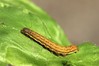 Ime datoteke: Lacanobia oleracea~1.jpg
Velikost datoteke: 86kB
Dimenzija: 800x533
Datum objave: 17. oktober 2016 Lacanobia oleracea~1.jpg