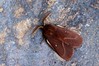 Ime datoteke: Lasiocampa trifolii~1.jpg
Velikost datoteke: 129kB
Dimenzija: 800x533
Datum objave: 11. september 2020 Lasiocampa trifolii~1.jpg