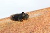 Ime datoteke: Ledra aurita~0.jpg
Velikost datoteke: 79kB
Dimenzija: 800x533
Datum objave: 27. september 2020 Ledra aurita~0.jpg