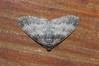Ime datoteke: Lobophora halterata~0.jpg
Velikost datoteke: 122kB
Dimenzija: 800x533
Datum objave: 29. maj 2019 Lobophora halterata~0.jpg