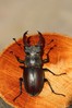 Ime datoteke: Lucanus cervus~1.jpg
Velikost datoteke: 88kB
Dimenzija: 533x800
Datum objave: 24. junij 2017 Lucanus cervus~1.jpg