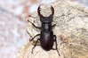 Ime datoteke: Lucanus cervus~2.jpg
Velikost datoteke: 110kB
Dimenzija: 800x533
Datum objave: 10. junij 2018 Lucanus cervus~2.jpg