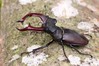 Ime datoteke: Lucanus cervus~3.jpg
Velikost datoteke: 101kB
Dimenzija: 800x533
Datum objave: 30. junij 2018 Lucanus cervus~3.jpg