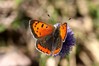 Ime datoteke: Lycaena phlaeas~0.jpg
Velikost datoteke: 60kB
Dimenzija: 800x533
Datum objave: 26. april 2016 Lycaena phlaeas~0.jpg