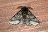 Ime datoteke: Lycia hirtaria~1.jpg
Velikost datoteke: 183kB
Dimenzija: 800x533
Datum objave: 22. marec 2020 Lycia hirtaria~1.jpg
