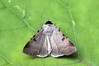 Ime datoteke: Lygephila craccae~0.jpg
Velikost datoteke: 83kB
Dimenzija: 800x533
Datum objave: 3. avgust 2019 Lygephila craccae~0.jpg