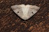 Ime datoteke: Lygephila pastinum~0.jpg
Velikost datoteke: 106kB
Dimenzija: 800x533
Datum objave: 2. november 2018 Lygephila pastinum~0.jpg