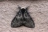 Lymantria monacha~0.jpg