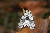 Lymantria monacha~1.jpg