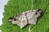 Ime datoteke: Macaria alternata~0.jpg
Velikost datoteke: 104kB
Dimenzija: 800x533
Datum objave: 22. julij 2018 Macaria alternata~0.jpg