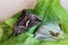 Ime datoteke: Macdunnoughia confusa~1.jpg
Velikost datoteke: 77kB
Dimenzija: 800x533
Datum objave: 24. junij 2019 Macdunnoughia confusa~1.jpg