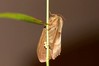 Macrothylacia rubi~1.jpg