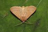 Ime datoteke: Mesogona acetosellae~0.jpg
Velikost datoteke: 61kB
Dimenzija: 800x533
Datum objave: 25. oktober 2018 Mesogona acetosellae~0.jpg