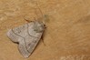 Ime datoteke: Mesogona acetosellae~1.jpg
Velikost datoteke: 76kB
Dimenzija: 800x533
Datum objave: 16. september 2019 Mesogona acetosellae~1.jpg