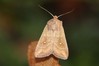 Ime datoteke: Mythimna albipuncta~0.jpg
Velikost datoteke: 56kB
Dimenzija: 800x533
Datum objave: 11. november 2019 Mythimna albipuncta~0.jpg