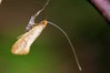 Ime datoteke: Nematopogon swammerdamella~0.jpg
Velikost datoteke: 35kB
Dimenzija: 800x533
Datum objave: 7. maj 2019 Nematopogon swammerdamella~0.jpg