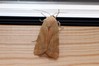 Ime datoteke: Noctua fimbriata~0.jpg
Velikost datoteke: 69kB
Dimenzija: 800x533
Datum objave: 27. oktober 2020 Noctua fimbriata~0.jpg