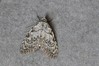 Ime datoteke: Nola confusalis~0.jpg
Velikost datoteke: 98kB
Dimenzija: 800x533
Datum objave: 7. maj 2019 Nola confusalis~0.jpg