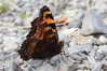 Ime datoteke: Nymphalis polychloros~0.jpg
Velikost datoteke: 87kB
Dimenzija: 800x533
Datum objave: 23. junij 2016 Nymphalis polychloros~0.jpg