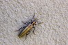 Ime datoteke: Oedemera femoralis~0.jpg
Velikost datoteke: 134kB
Dimenzija: 800x533
Datum objave: 27. julij 2017 Oedemera femoralis~0.jpg