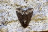 Ime datoteke: Oligia strigilis~0.jpg
Velikost datoteke: 131kB
Dimenzija: 800x533
Datum objave: 21. junij 2017 Oligia strigilis~0.jpg