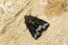 Ime datoteke: Oligia strigilis~1.jpg
Velikost datoteke: 123kB
Dimenzija: 800x533
Datum objave: 7. september 2019 Oligia strigilis~1.jpg