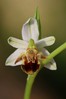 Ophrys apifera var. botteronii.jpg
