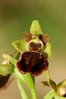 Ime datoteke: Ophrys sphegodes~0.jpg
Velikost datoteke: 66kB
Dimenzija: 533x800
Datum objave: 24. april 2015 Ophrys sphegodes~0.jpg