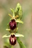 Ime datoteke: Ophrys sphegodes~1.jpg
Velikost datoteke: 69kB
Dimenzija: 533x800
Datum objave: 30. marec 2017 Ophrys sphegodes~1.jpg