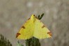Ime datoteke: Opisthograptis luteolata~0.jpg
Velikost datoteke: 62kB
Dimenzija: 800x533
Datum objave: 29. maj 2019 Opisthograptis luteolata~0.jpg