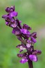 Ime datoteke: Orchis morio~0.jpg
Velikost datoteke: 78kB
Dimenzija: 533x800
Datum objave: 4. maj 2015 Orchis morio~0.jpg