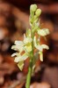 Ime datoteke: Orchis pallens~0.jpg
Velikost datoteke: 66kB
Dimenzija: 533x800
Datum objave: 7. april 2018 Orchis pallens~0.jpg