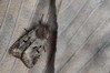 Ime datoteke: Orthosia gothica~0.jpg
Velikost datoteke: 81kB
Dimenzija: 800x533
Datum objave: 18. marec 2019 Orthosia gothica~0.jpg