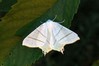 Ime datoteke: Ourapteryx sambucaria~0.jpg
Velikost datoteke: 76kB
Dimenzija: 800x533
Datum objave: 28. junij 2020 Ourapteryx sambucaria~0.jpg
