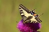 Ime datoteke: Papilio machaon~0.jpg
Velikost datoteke: 71kB
Dimenzija: 800x533
Datum objave: 28. junij 2020 Papilio machaon~0.jpg