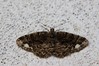 Ime datoteke: Parectropis similaria~0.jpg
Velikost datoteke: 93kB
Dimenzija: 800x533
Datum objave: 27. julij 2019 Parectropis similaria~0.jpg