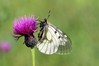 Ime datoteke: Parnassius mnemosyne~0.jpg
Velikost datoteke: 58kB
Dimenzija: 800x533
Datum objave: 25. junij 2017 Parnassius mnemosyne~0.jpg